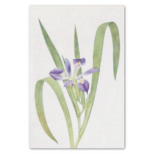 Iris Foliosa by William Dykes Tissue Paper