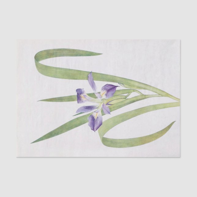 Iris Foliosa by William Dykes Tissue Paper (Front)