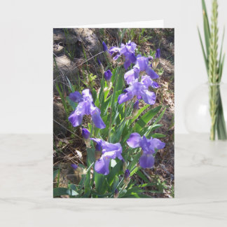 Iris Fower Garden Greeting Card