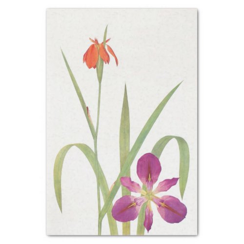 Iris Fulva and Iris Fulvala by William Dykes Tissue Paper