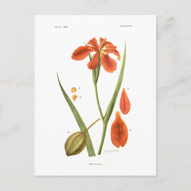 Iris fulva postcard (Front)
