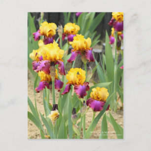 Iris 'Gala Madrid' Postcard