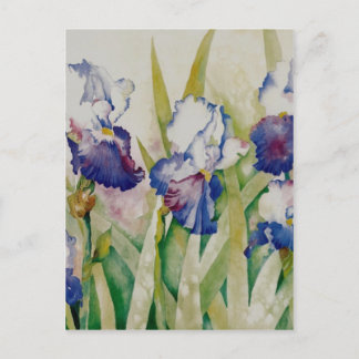 iris garden 2 postcard