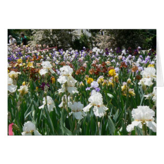 Iris Garden 4 Cards
