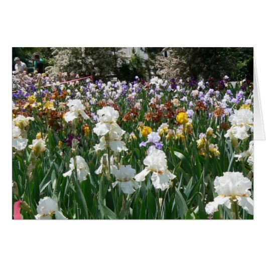 Iris Garden 4 Cards (Front Horizontal)