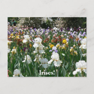 Iris Garden 4 Postcard