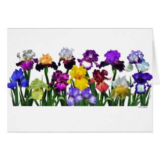 Iris Garden Cards