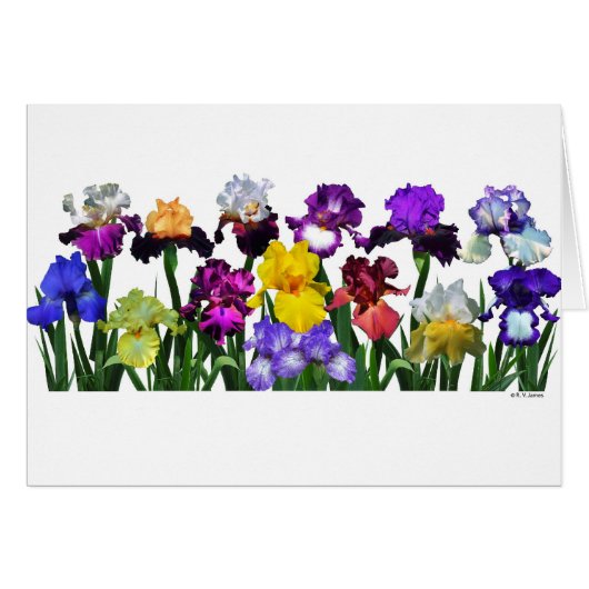 Iris Garden Cards (Front Horizontal)