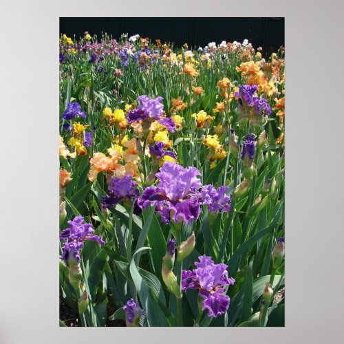 Iris Garden Purple Irises Cottage floral Poster