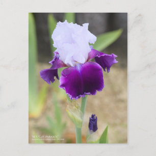 Iris ‘Gay Parasol’ Postcard