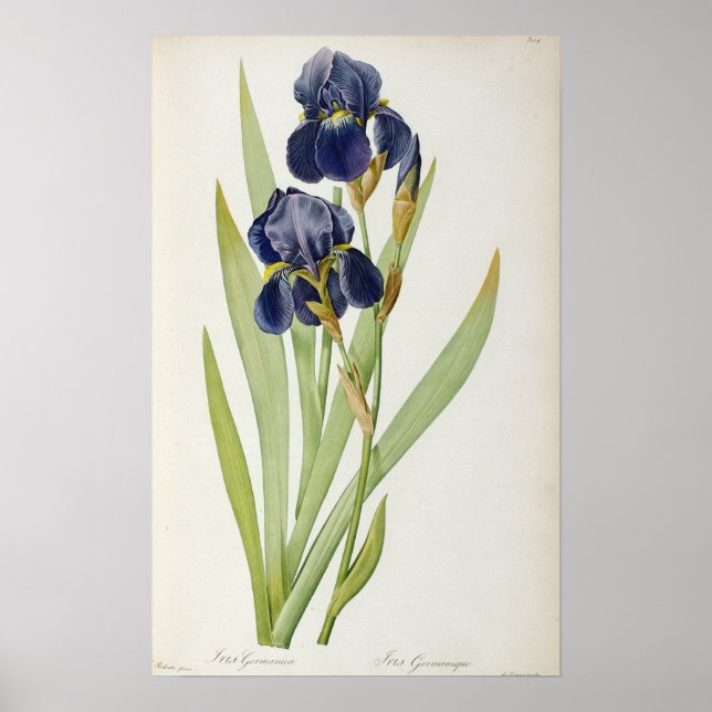 Iris Germanica, from `Les Liliacees', 1805 Poster (Front)