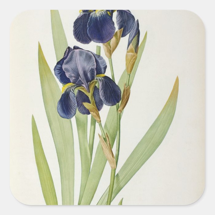 Iris Germanica, `Les Liliacees', 1805 Square Sticker