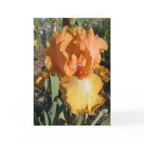 Iris Get Well Card