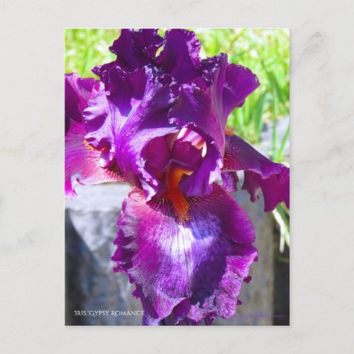 Iris Gypsy Romance Postcard