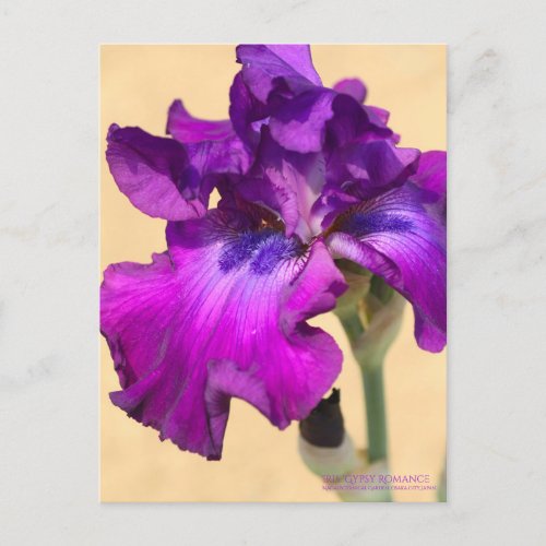 Iris Gypsy Romance Postcard