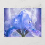 Iris In The Moonlite Art Postcard