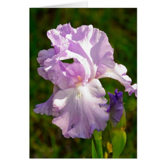 "Iris in the morning" collection Cards (Front)
