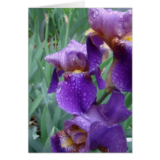 Iris in the rain cards