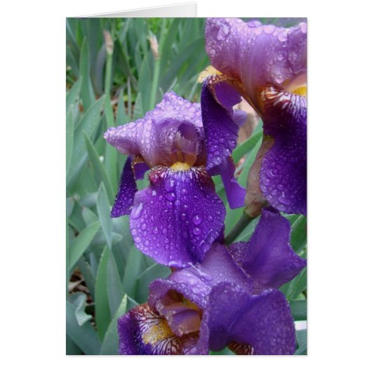 Iris in the rain cards (Front)