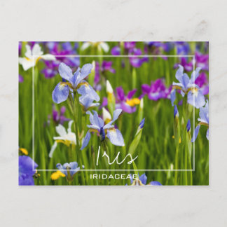 Iris | Iridaceae Field Of Flowers Custom Photo Postcard