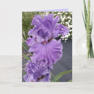 Iris Irises Purple Flower Floral Birthday Card