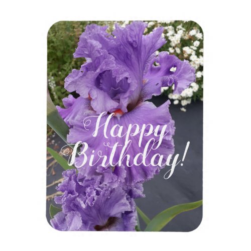 Iris Irises Purple Flower Floral Birthday Card Magnet