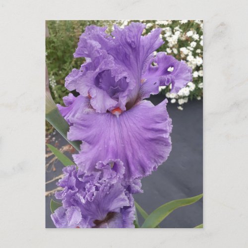 Iris Irises Purple Flower Floral Birthday Postcard