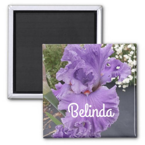 Iris Irises Purple Flower Floral Lavender  Magnet