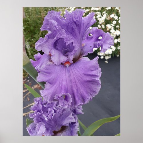 Iris Irises Purple Flower Floral Lavender Poster