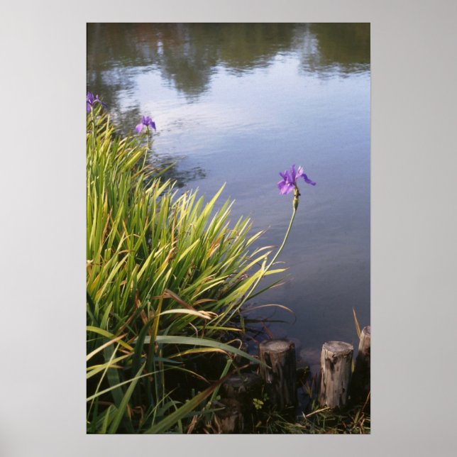 Iris, Japanese gardens Poster (Front)