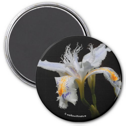 Iris Japonica in the Spotlight Magnet