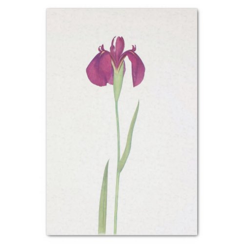 Iris Kaempferi by William Dykes Tissue Paper