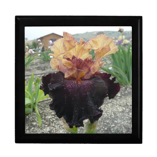 IRIS KEEPSAKE BOX (Front)