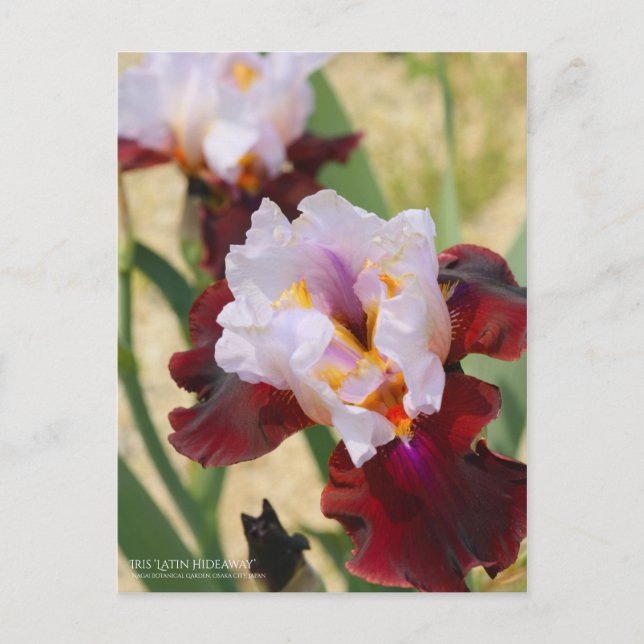 Iris ‘Latin Hideaway’ Postcard (Front)