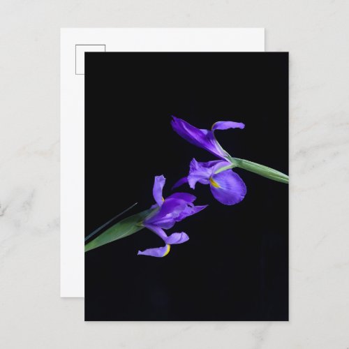 Iris Lovers Postcard