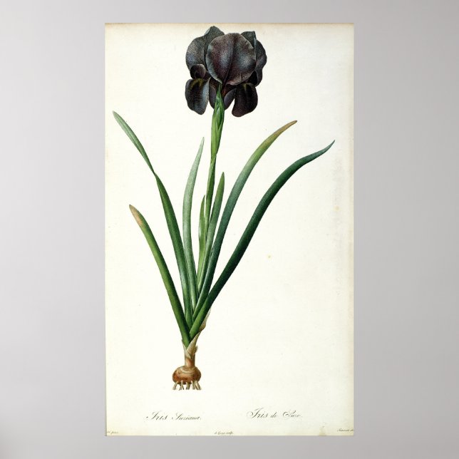 Iris Luxiana, from `Les Liliacees', 1805 Poster (Front)