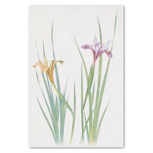 Iris Macrosiphon by William Dykes Tissue Paper