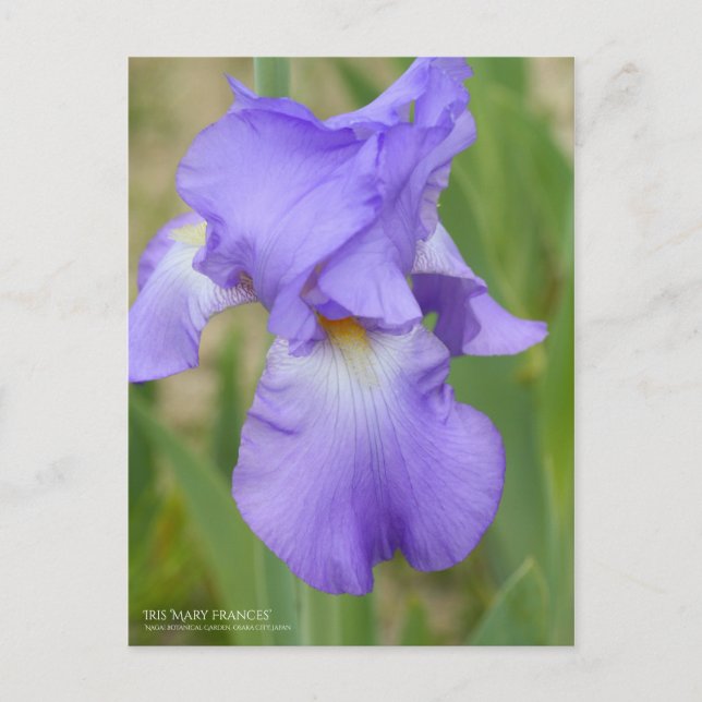 Iris ‘Mary Frances’ Postcard (Front)