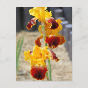 Iris ‘Michigan Pride’ Postcard