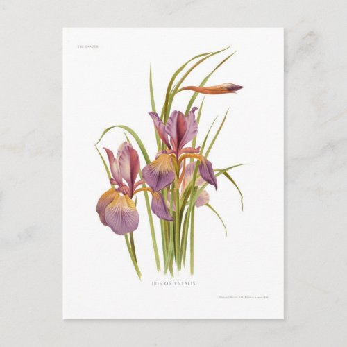 Iris orientalis postcard