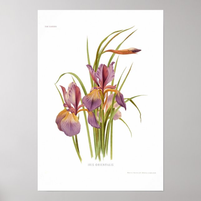 Iris orientalis poster (Front)