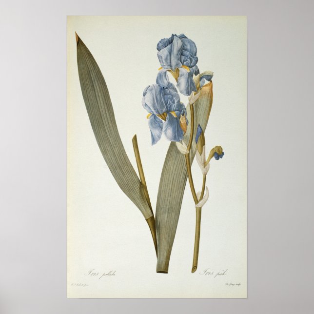 Iris Pallida, from `Les Liliacees', 1812 Poster (Front)