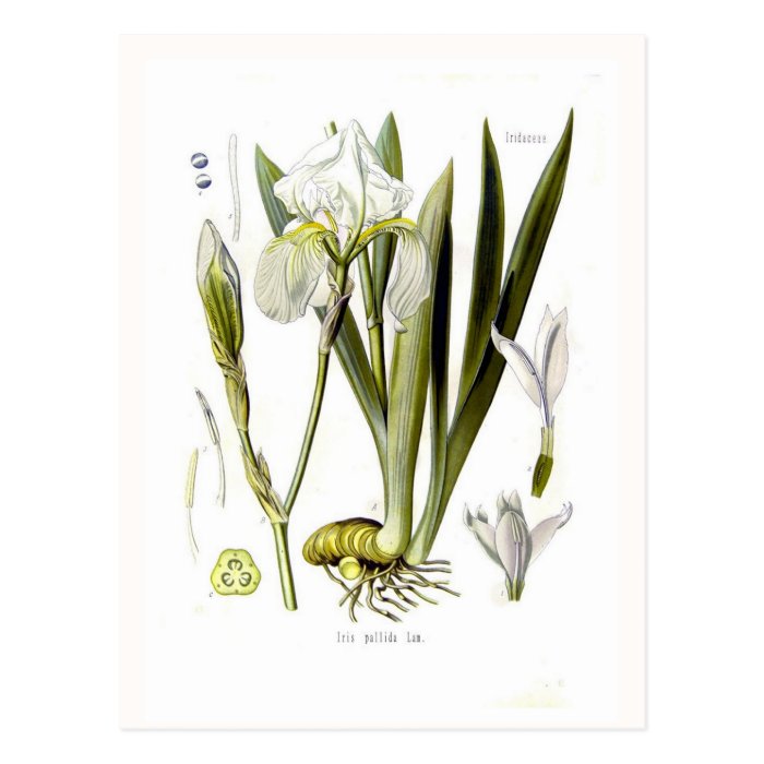 Iris pallida post cards