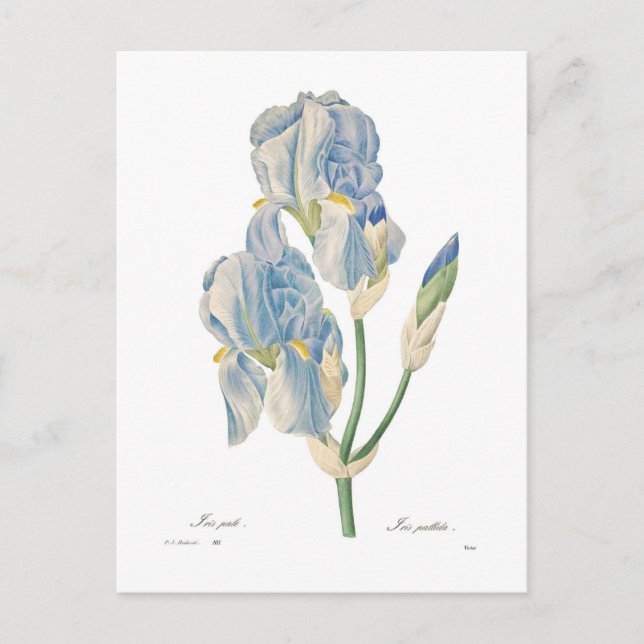 Iris pallida postcard (Front)