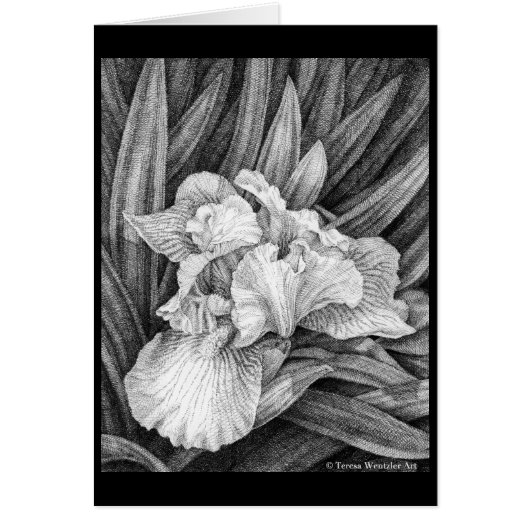Iris Pen and Ink Drawing Card (Front)