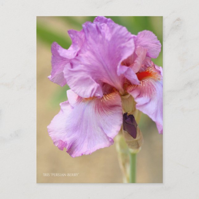 Iris ‘Persian Berry’ Postcard (Front)