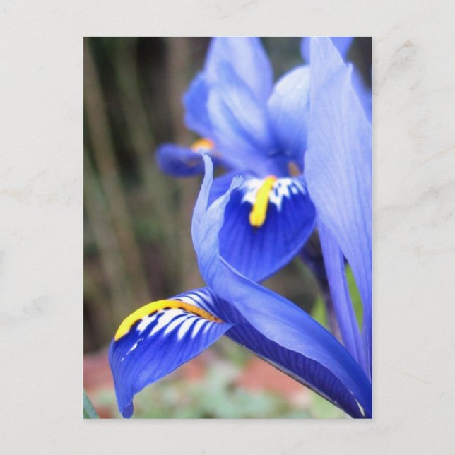 iris petals postcard (Front)