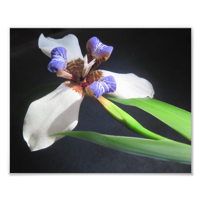 Iris Photo Print (Front)