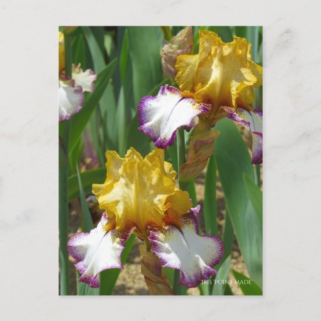 Iris ‘Point Made’ Postcard (Front)