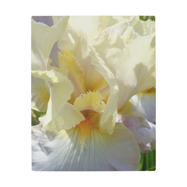 Iris Portrait  Metal Print (Front)
